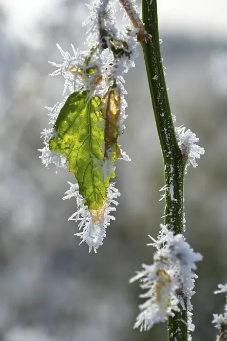 Framed Print : Hoarfrost Leaf Print Framed Print : Hoarfrost Leaf Print
