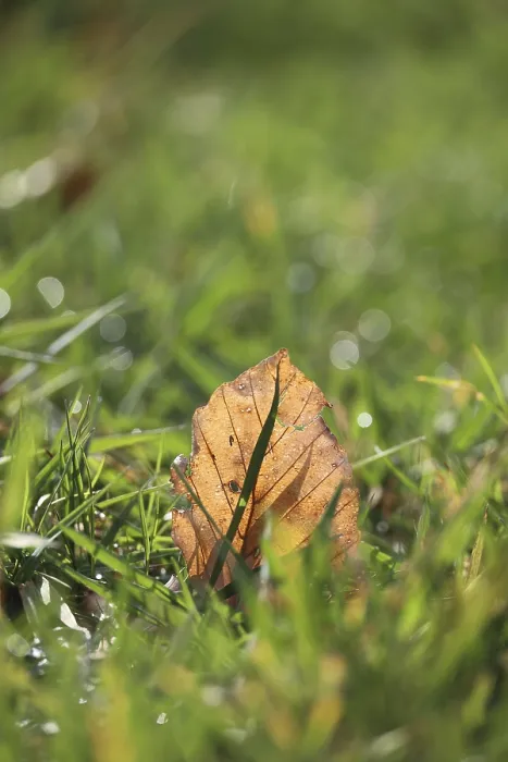 Framed Print : Brown Leaf on Green Grass Print Framed Print : Brown Leaf on Green Grass Print