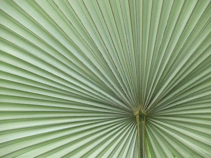Framed Print : Leaf Structure Print with Veins and Radius Lines Framed Print : Leaf Structure Print with Veins and Radius Lines