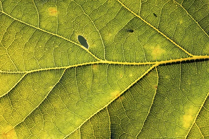 Framed Print : Leaf of an Oak, Bavaria Print Framed Print : Leaf of an Oak, Bavaria Print