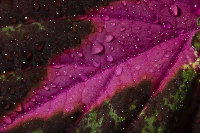 Framed Print : Leaf Detail of Painted Nettle Print, Solenostemon scutellarioides Framed Print : Leaf Detail of Painted Nettle Print, Solenostemon scutellarioides