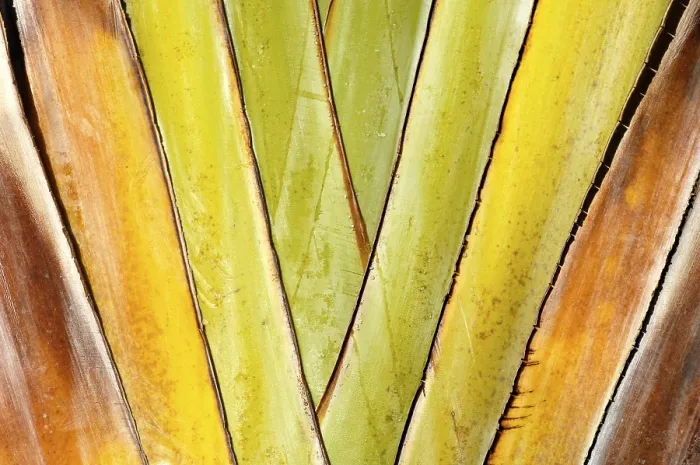 Framed Print : Palm Leaf Print
