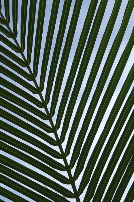 Framed Print : Palm Tree Leaf Print Framed Print : Palm Tree Leaf Print