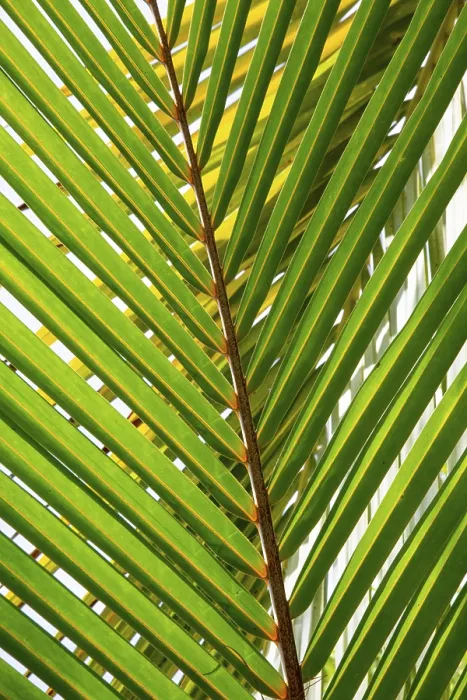 Framed Print : Detail of a Palm Tree Leaf Print Framed Print : Detail of a Palm Tree Leaf Print