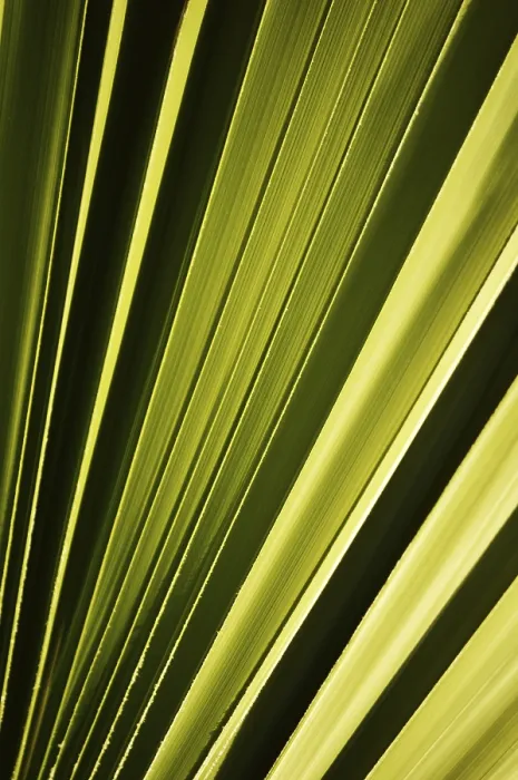 Framed Print : Print of a Palm Tree Leaf Framed Print : Print of a Palm Tree Leaf