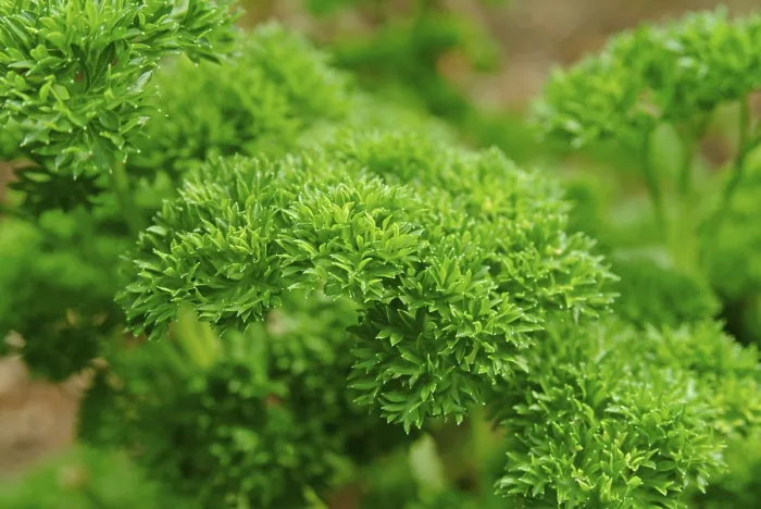 Framed Print : Close-up Print of Parsley Leaf Framed Print : Close-up Print of Parsley Leaf