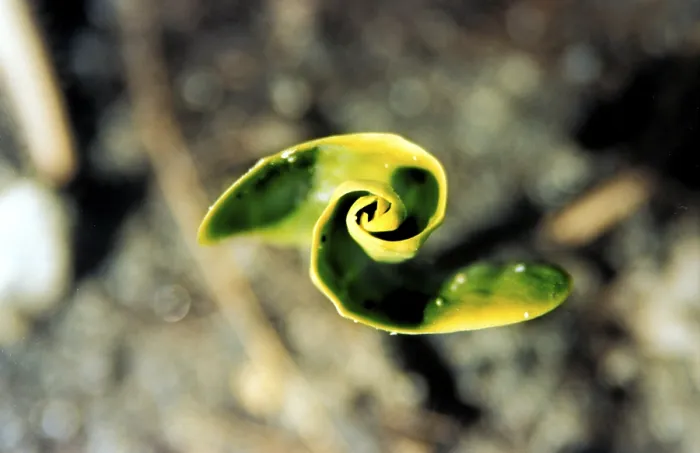 Framed Print : Leaf Spiral Print: Delicate Botanical Design Framed Print : Leaf Spiral Print: Delicate Botanical Design