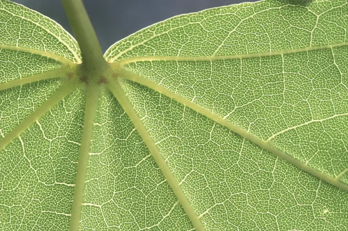 Framed Print : Leaf Structure Print - Cross Section Framed Print : Leaf Structure Print - Cross Section