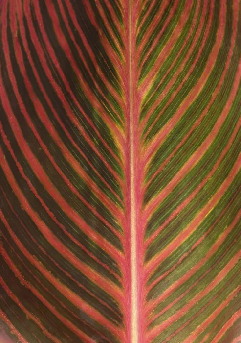 Framed Print : Leaf Structure of a Canna, Bavaria Print