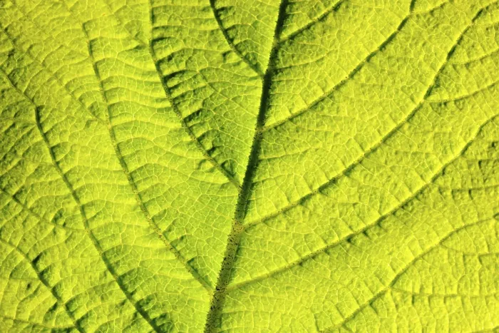 Framed Print : Close-up Print of Leaf Structure Framed Print : Close-up Print of Leaf Structure