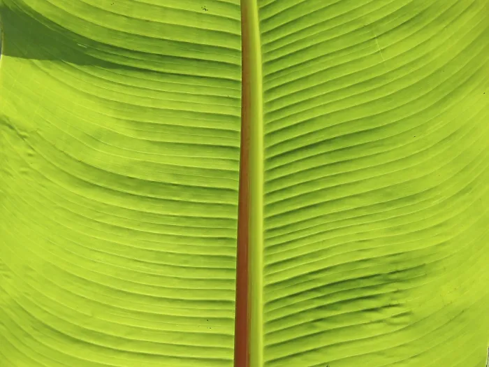 Framed Print : Botanical Leaf Structure Print Framed Print : Botanical Leaf Structure Print