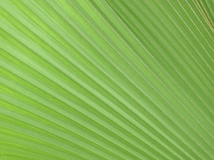 Framed Print : Botanical Print of Leaf Structure and Nature Framed Print : Botanical Print of Leaf Structure and Nature