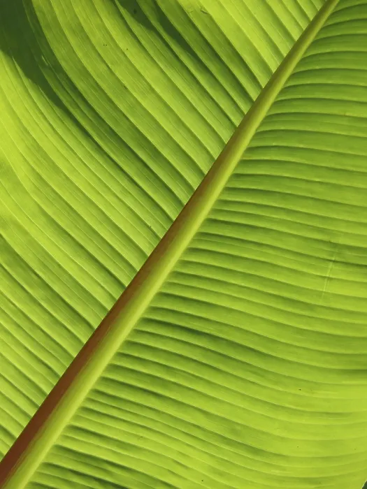 Framed Print : Botanical Print of Leaf Structure and Greenery Framed Print : Botanical Print of Leaf Structure and Greenery