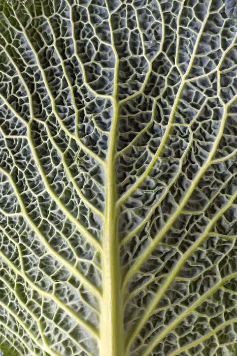 Framed Print : Leaf Structure of Vegetable Cabbage Print, Bavaria, Germany