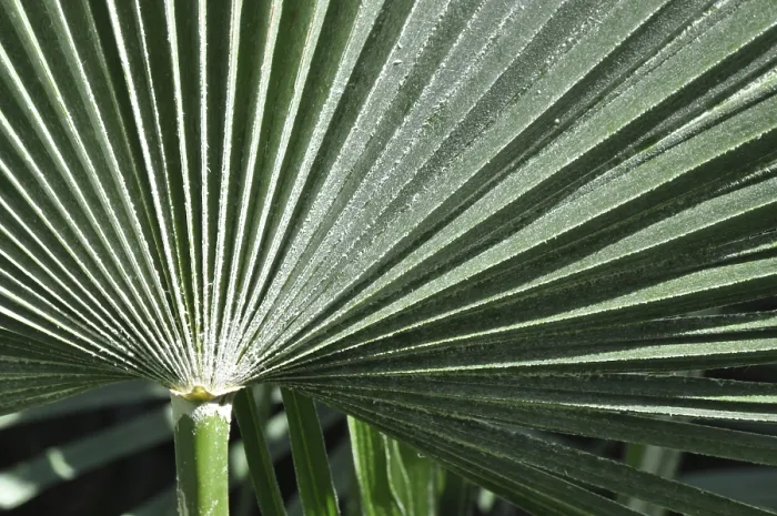 Framed Print : Palm Leaf Structure Print - Botanical Illustration Framed Print : Palm Leaf Structure Print - Botanical Illustration