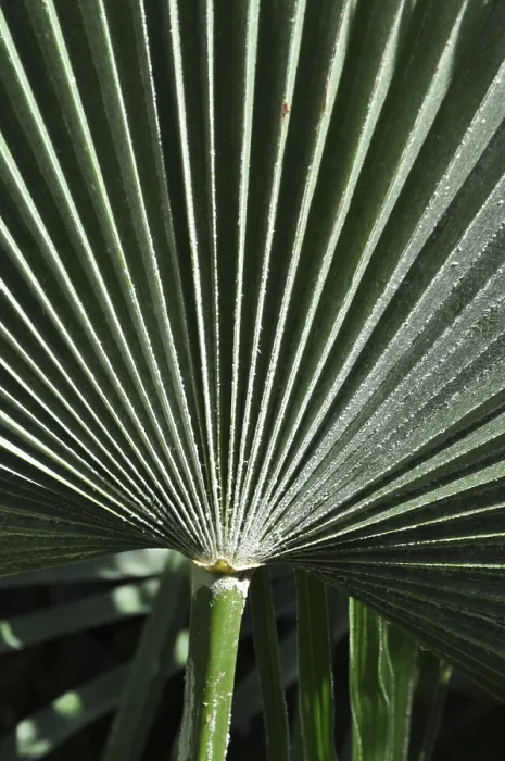 Framed Print : Palm Frond Leaf Structure Print Framed Print : Palm Frond Leaf Structure Print