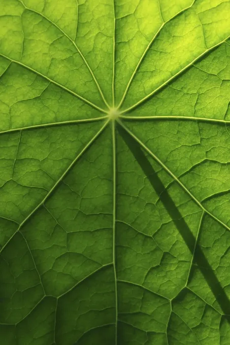 Framed Print : Nasturtium Leaf Surface Structure Print Framed Print : Nasturtium Leaf Surface Structure Print