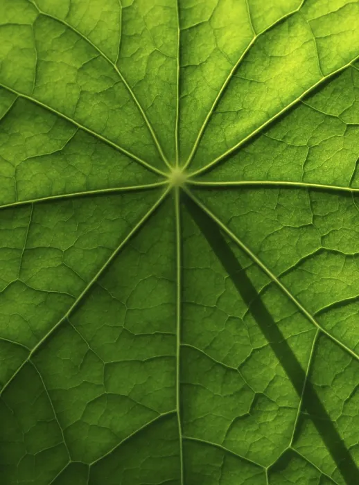 Framed Print : Nasturtium Leaf Surface Print Framed Print : Nasturtium Leaf Surface Print