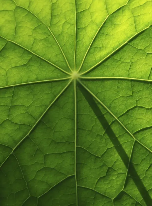 Framed Print : Nasturtium Leaf Surface Print Framed Print : Nasturtium Leaf Surface Print