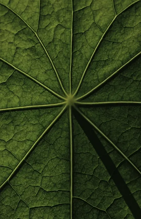 Framed Print : Nasturtium Leaf Surface Structure Print Framed Print : Nasturtium Leaf Surface Structure Print