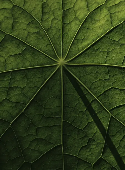 Framed Print : Nasturtium Leaf Surface Structure Print Framed Print : Nasturtium Leaf Surface Structure Print