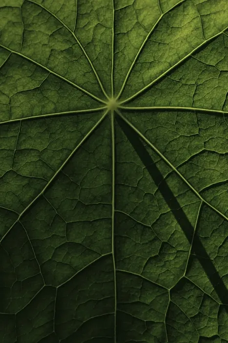 Framed Print : Nasturtium Leaf Surface Structure Print Framed Print : Nasturtium Leaf Surface Structure Print
