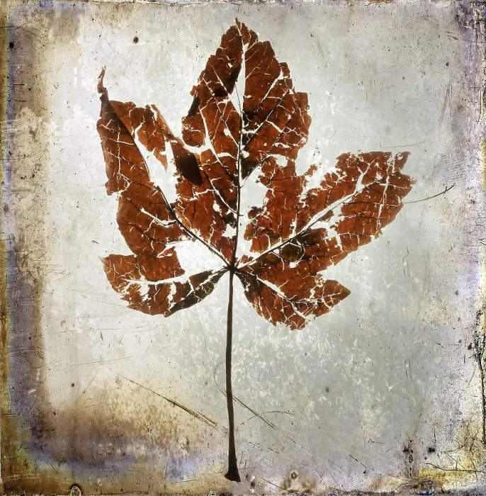 Framed Print : Textured Leaf Print