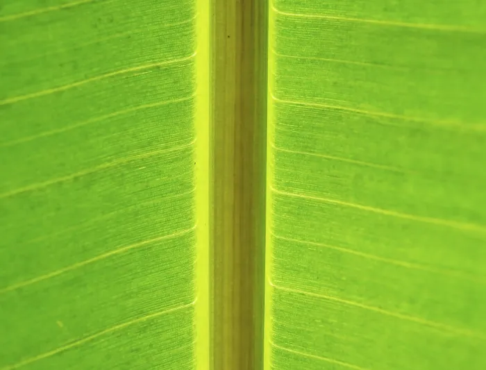 Framed Print : Leaf with thick leaf vein in backlight Print, close up Framed Print : Leaf with thick leaf vein in backlight Print, close up