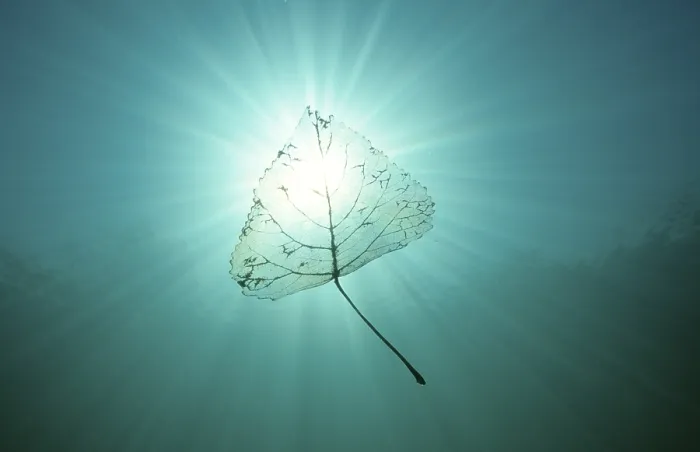 Framed Print : Leaf in Water Print: A Calming Aquatic Scene