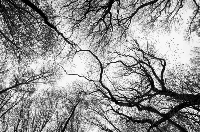 Framed Print : Leafless Tree Branches Print with Flying Birds
