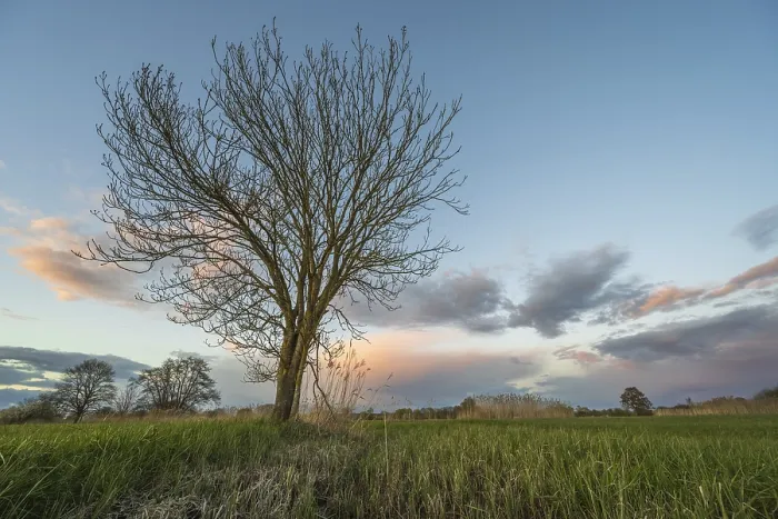 Framed Print : Leafless Tree at Sunset Print, Bas Rhin, Alsace, France Framed Print : Leafless Tree at Sunset Print, Bas Rhin, Alsace, France