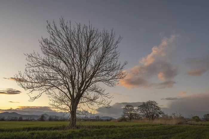 Framed Print : Leafless Tree at Sunset Print, Bas Rhin, Alsace, France Framed Print : Leafless Tree at Sunset Print, Bas Rhin, Alsace, France