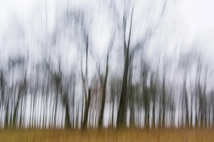 Framed Print : Leafless Trees Print, Autumn Mood in Thuringia, Germany Framed Print : Leafless Trees Print, Autumn Mood in Thuringia, Germany