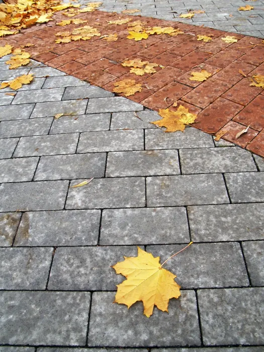 Framed Print : Maple Leaf Print on Paving Stone Framed Print : Maple Leaf Print on Paving Stone