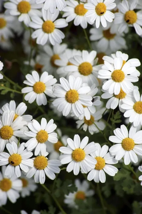 Framed Print : Lean Meadow Daisy Print Framed Print : Lean Meadow Daisy Print