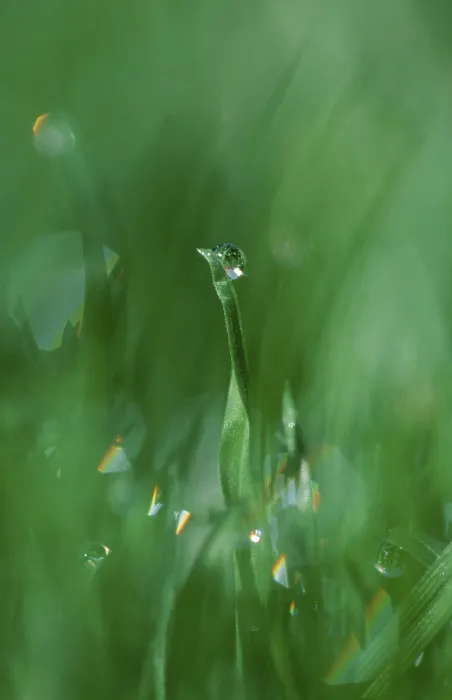 Framed Print : Walt Whitman's Leaves of Grass Print with Water Drops Framed Print : Walt Whitman's Leaves of Grass Print with Water Drops