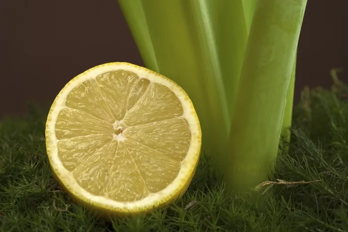 Framed Print : Lemon Lemon Print by imageBROKER Framed Print : Lemon Lemon Print by imageBROKER