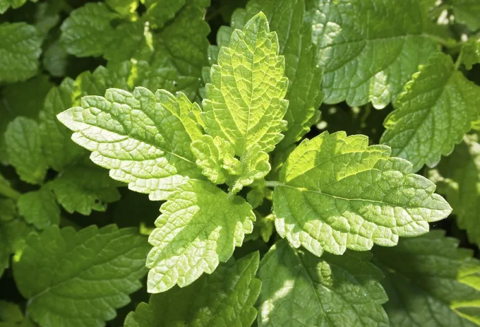 Framed Print : Lemon Balm Print - Aromatic Herb Framed Print : Lemon Balm Print - Aromatic Herb