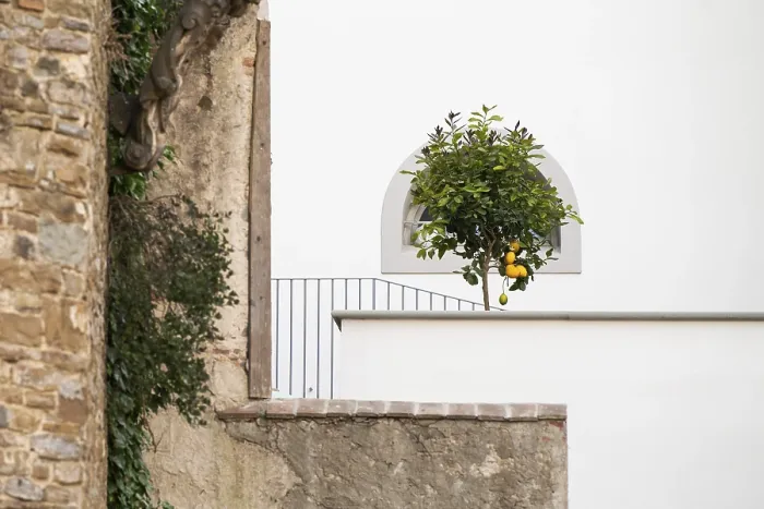 Framed Print : Lemon Tree Print, Bardini Garden, Florence Framed Print : Lemon Tree Print, Bardini Garden, Florence