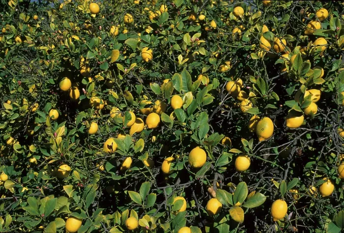 Framed Print : Lemon Tree Print in Spain