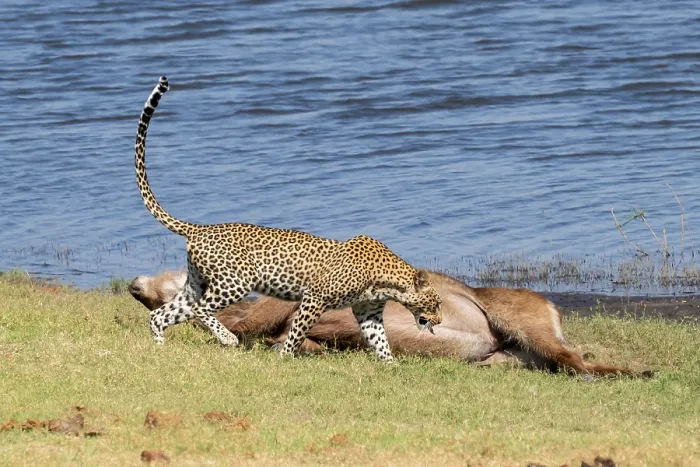 Framed Print : Leopard with Kill, Chobe National Park, Botswana Print Framed Print : Leopard with Kill, Chobe National Park, Botswana Print