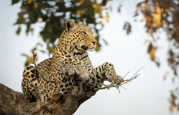 Framed Print : Leopard on a tree Print, Chobe National Park, Botswana Framed Print : Leopard on a tree Print, Chobe National Park, Botswana