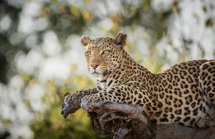 Framed Print : Leopard on a tree Print, Chobe National Park, Botswana