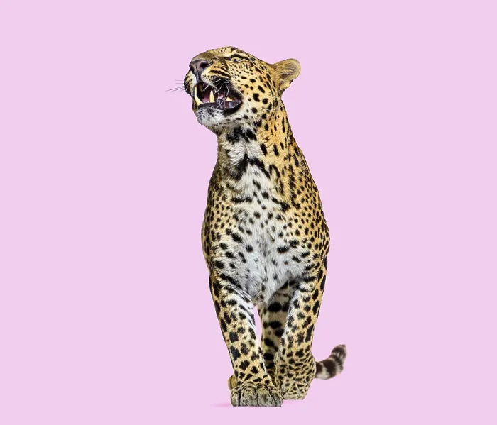 Framed Print : Leopard Snarling Print on Pink Background Framed Print : Leopard Snarling Print on Pink Background