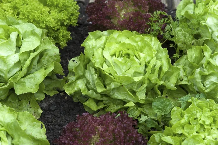 Framed Print : Lettuce Print from imageBROKER Framed Print : Lettuce Print from imageBROKER