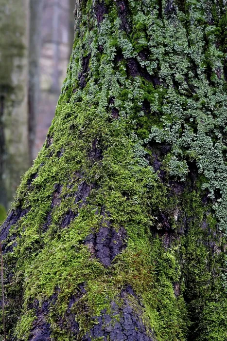 Framed Print : Lichen- and Moss-Covered Tree Trunk Print, Germany