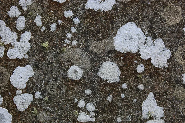 Framed Print : Lichens on a Wall Print Framed Print : Lichens on a Wall Print
