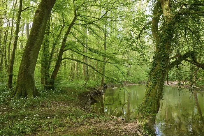 Framed Print : Light-flooded forest with river Kinzig Print, Hanau, Germany Framed Print : Light-flooded forest with river Kinzig Print, Hanau, Germany