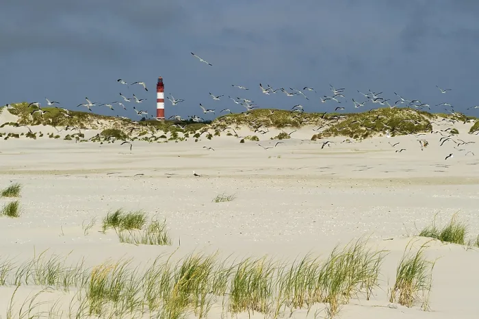 Framed Print : Amrum Lighthouse in the Dunes Print, Germany Framed Print : Amrum Lighthouse in the Dunes Print, Germany