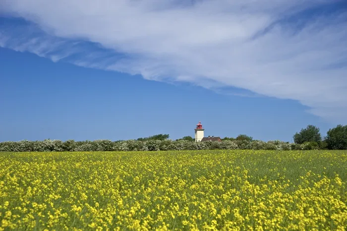 Framed Print : Lighthouse with Rapeseed Field Print, Fehmarn Island, Germany Framed Print : Lighthouse with Rapeseed Field Print, Fehmarn Island, Germany